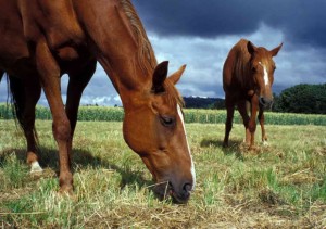 Quelle attitude adopter pour aborder des chevaux dans un pré ?
