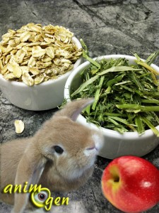 Alimentation : biscuits aux pommes et au persil faits maison pour nos lapins et rongeurs