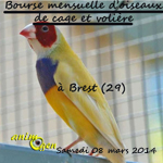 Bourse mensuelle d’oiseaux de cage et volière à Brest (29), le samedi 08 mars 2014