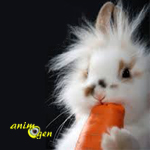 Lapins et carottes font-ils bon ménage ? La vérité sur Bugs Bunny