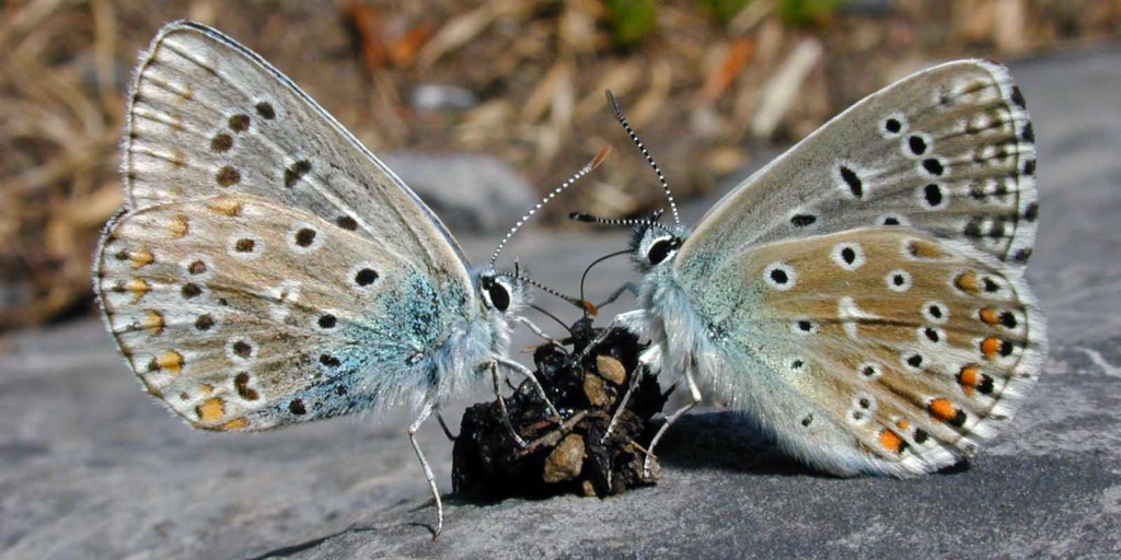 Coprophagie : pourquoi les animaux consomment-ils leurs excréments ?