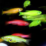 Le Danio fluo, un poisson d'eau douce qui annonce la couleur