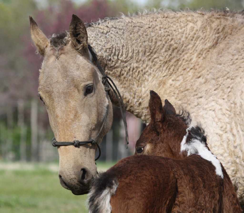 Le Curly, North American Curly Horse ou American Bashkir Curly, un cheval hypoallergénique  