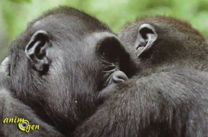 L'empathie chez les grands singes