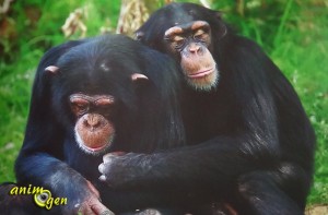 L'empathie chez les grands singes