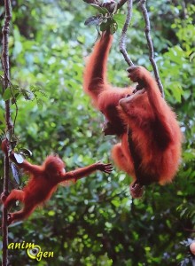 L'empathie chez les grands singes