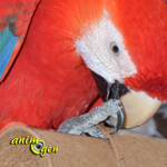 Jouets de foraging pour perroquet à faire soi-même