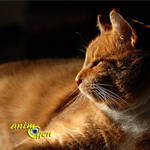 La gastrite chez le chat (causes, symptômes et traitement)