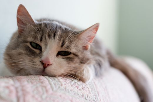 La gastrite chez le chat (causes, symptômes et traitement)