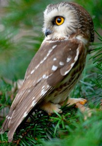 hiboux-tête-rotation-mouvements-comment-tourner-rapaces-prédateurs-oiseaux-sauvages-forêts-animal-animaux-compagnie-animogen-3