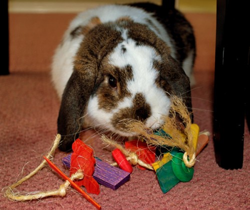 Comment choisir les jouets de notre lapin de compagnie ?