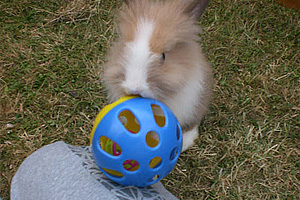 Comment choisir les jouets de notre lapin de compagnie ?
