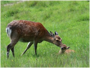 L'alimentation des faons durant le sevrage