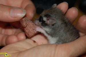 Le lérot, ou Bandit masqué (Eliomys quercinus)