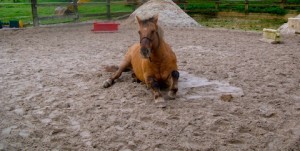 Cheval au quotidien, mode de vie ou effet de mode ?