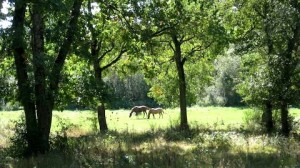 Cheval au quotidien, mode de vie ou effet de mode ?