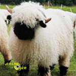 Le mouton à nez noir du Valais, un séducteur paré de douceur