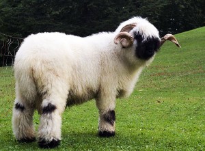 Le mouton à nez noir du Valais, un séducteur paré de douceur