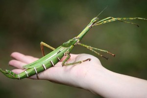 Le phasme Goliath, ou Eurycnema goliath, spectaculaire insecte australien