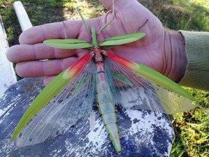 Le phasme Goliath, ou Eurycnema goliath, spectaculaire insecte australien