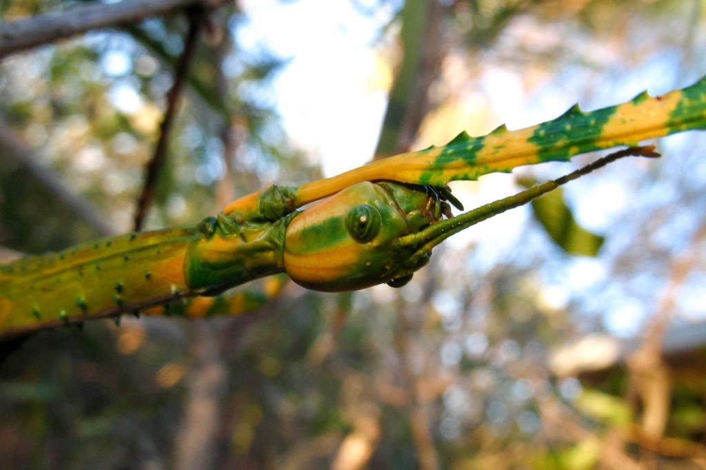 Le phasme Goliath, ou Eurycnema goliath, spectaculaire insecte australien