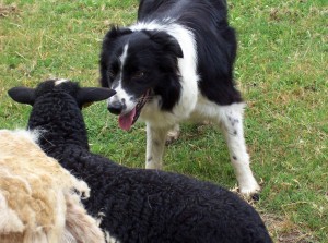 La capacité d'obéir aux ordres des chiens est-elle dictée par la race ?