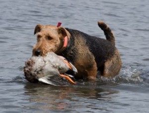 La capacité d'obéir aux ordres des chiens est-elle dictée par la race ?