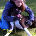 Comment pratiquer le massage cardiaque canin, ou PCR (vidéo pouvant heurter les âmes sensibles)
