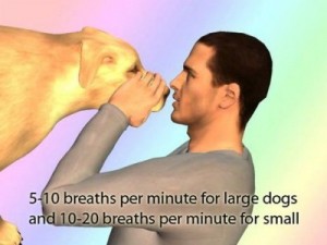 Santé : les premiers soins à administrer à un chien lors d'un choc à la tête