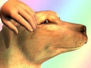 Santé : les premiers soins à administrer à un chien lors d'un choc à la tête