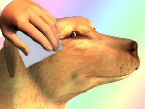 Santé : les premiers soins à administrer à un chien lors d'un choc à la tête