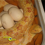 Comment favoriser la reproduction du serpent taureau (Pituophis catenifer sayi) ?