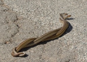Comment favoriser la reproduction du serpent taureau (Pituophis catenifer sayi) ?
