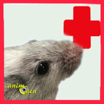 Santé : les maladies les plus courantes des souris de compagnie (causes, symptômes, solutions)
