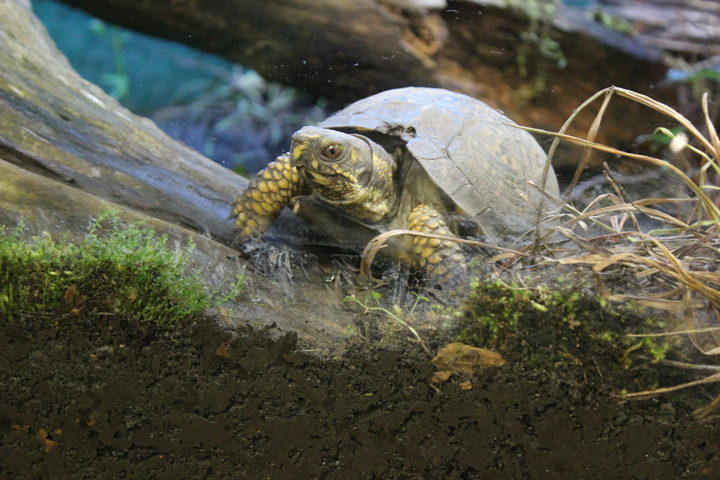 Quel type de substrat utiliser dans le terrarium d'une tortue terrestre ?