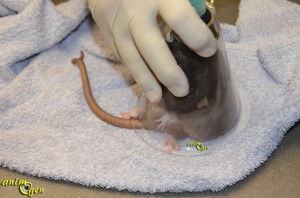 L'ablation d'une tumeur mammaire chez le rat (déroulement de l'intervention)