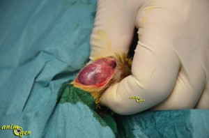 L'ablation d'une tumeur mammaire chez le rat (déroulement de l'intervention)