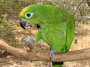 L'Amazone à front jaune, ou Amazona ochrocephala