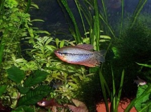 Le Gourami perlé, ou Trichogaster leeri