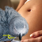 L’agressivité des perroquets envers les femmes enceintes