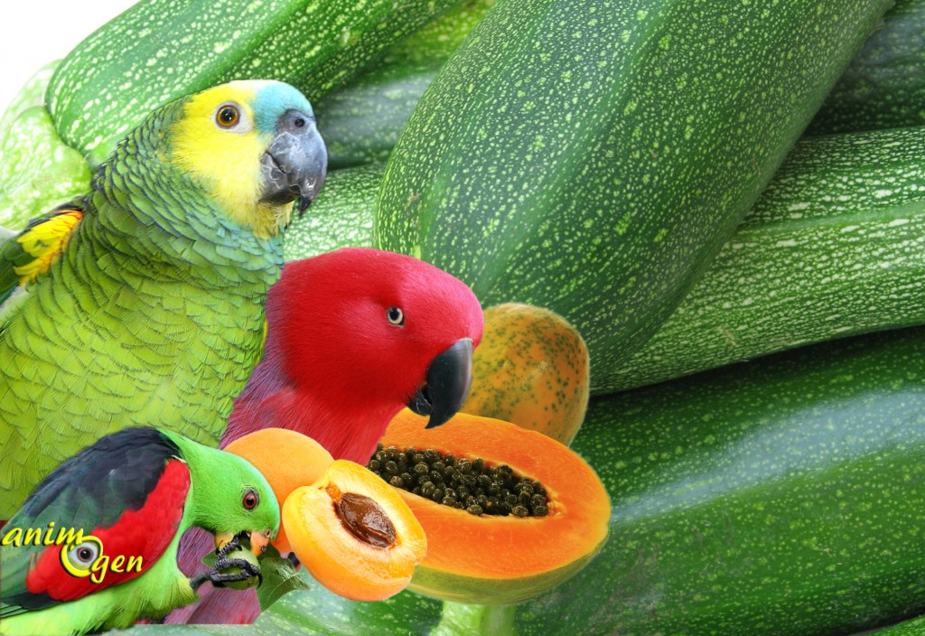 La carence en vitamine A chez les perroquets : symptômes et solutions