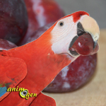 Alimentation : la prune rouge pour nos perroquets