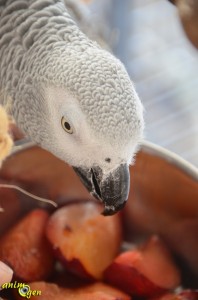 Alimentation : la prune rouge pour nos perroquets