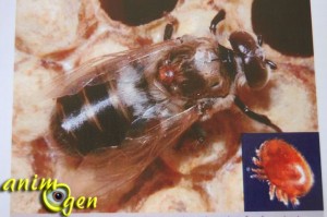 AnimOgen au royaume des abeilles : à la découverte de l'apiculture