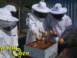 AnimOgen au royaume des abeilles : à la découverte de l'apiculture