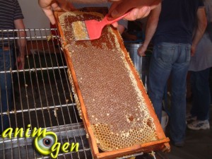 AnimOgen au royaume des abeilles : à la découverte de l'apiculture