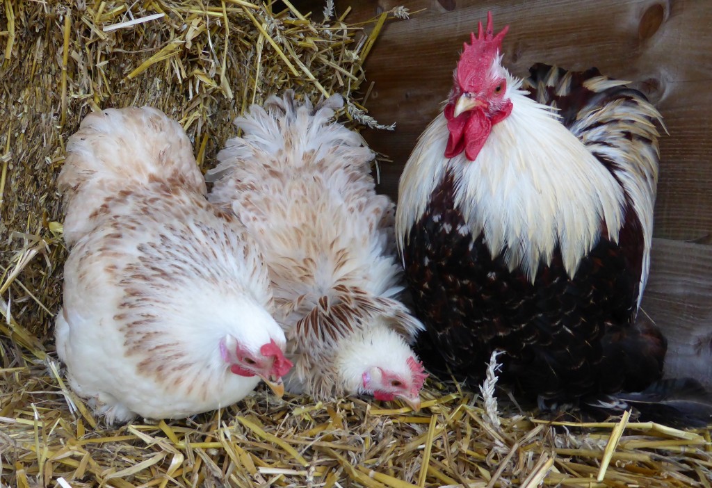 La Bantam de Pékin, une poule naine au grand charme