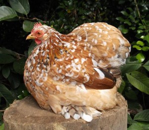 La Bantam de Pékin, une poule naine au grand charme