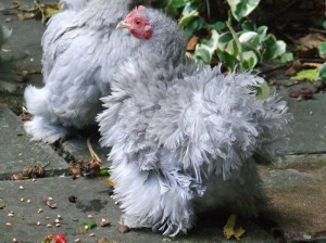 La Bantam de Pékin, une poule naine au grand charme