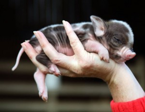 Qu’est-ce-qu’un cochon nain ?